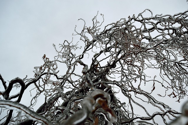 Free Tree Nature photo and picture