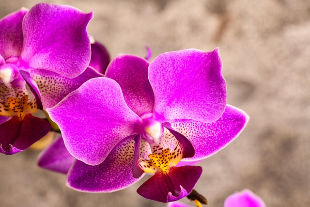 Blomst, Blomstre, Orkidé