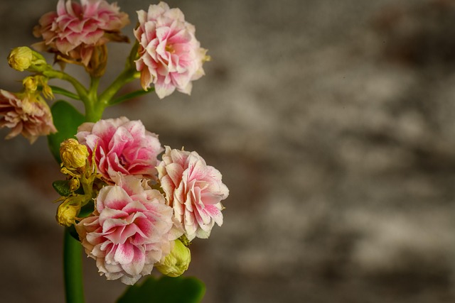 Rose, Natur, Blomstre, Blomst