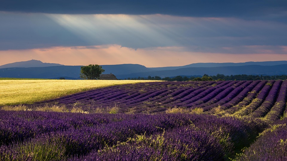 Lavender Provence Wheat Light - Free photo on Pixabay