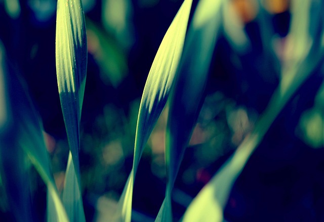 Natureza, Fechar-Se, Folhas De Grama