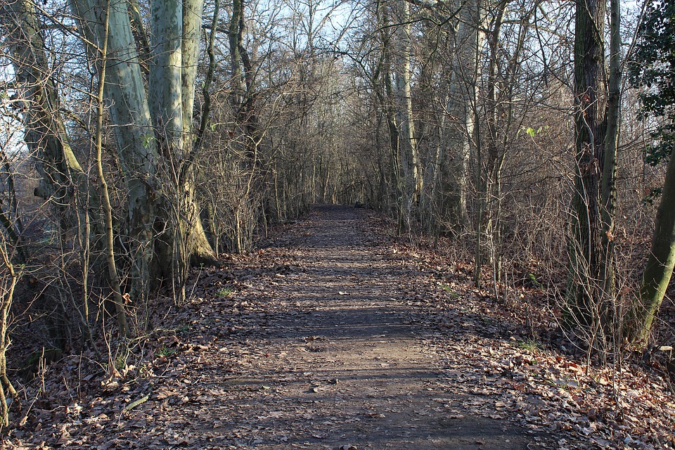 Path 46 Forest Path - Free photo on Pixabay - Pixabay