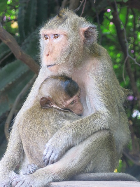 Free Thailand Monkey photo and picture