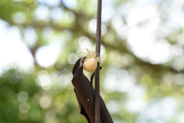 Free Spider White photo and picture