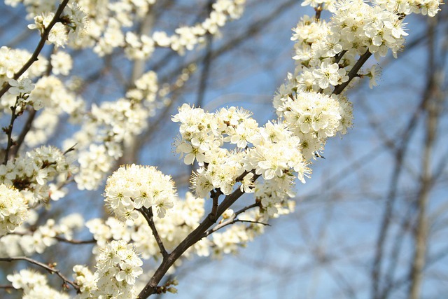 Free Flowers Spring photo and picture