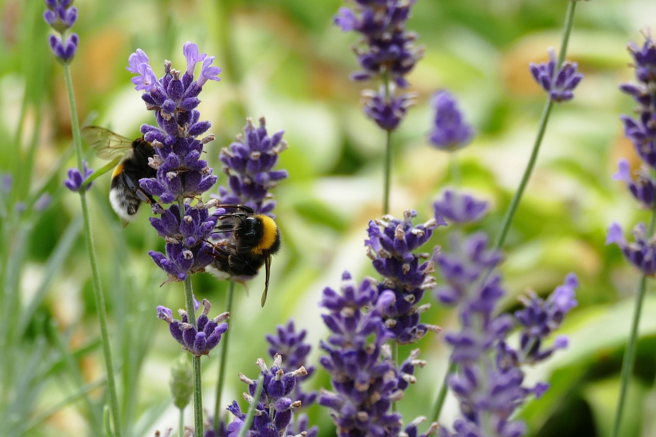 Abeille Solitaire Lavande Abeille Les Abeilles - Photo gratuite sur Pixabay - Pixabay