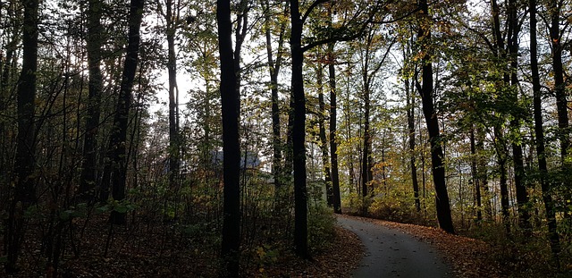 Free Forest Fall photo and picture