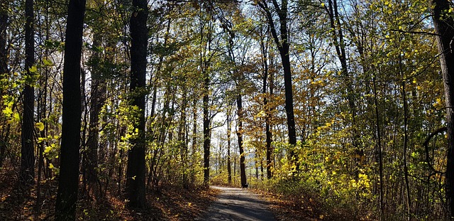 Free Forest Nature photo and picture