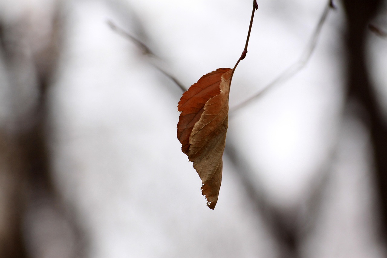 3개 이상 무료 마지막 잎새 및 화살나무 사진 - Pixabay