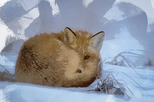 Free Fox Animal illustration and picture