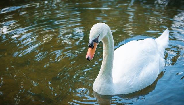 Free Swan Animals photo and picture