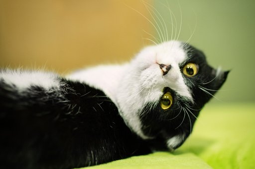 Katze, Hübsch, Haustier, Sicht, Natur