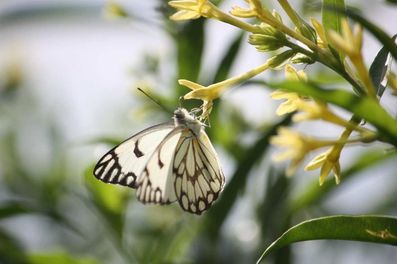 Butterfly Pollinate Beautiful Free photo on Pixabay Pixabay