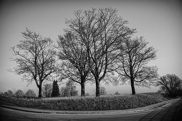 Tree group, black-and-white, trees and nature — photo by knollzw