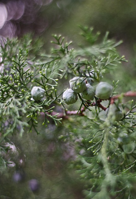 Free Forest Berry photo and picture