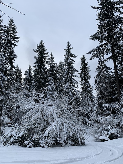Vinter, Sne, Træer, Kold, Natur, Hvid