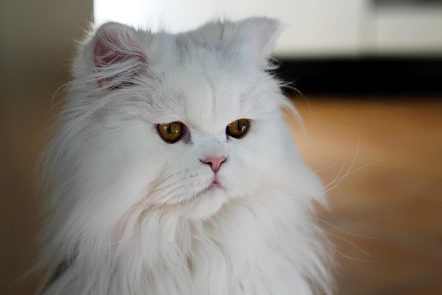 Free Cat White photo and picture