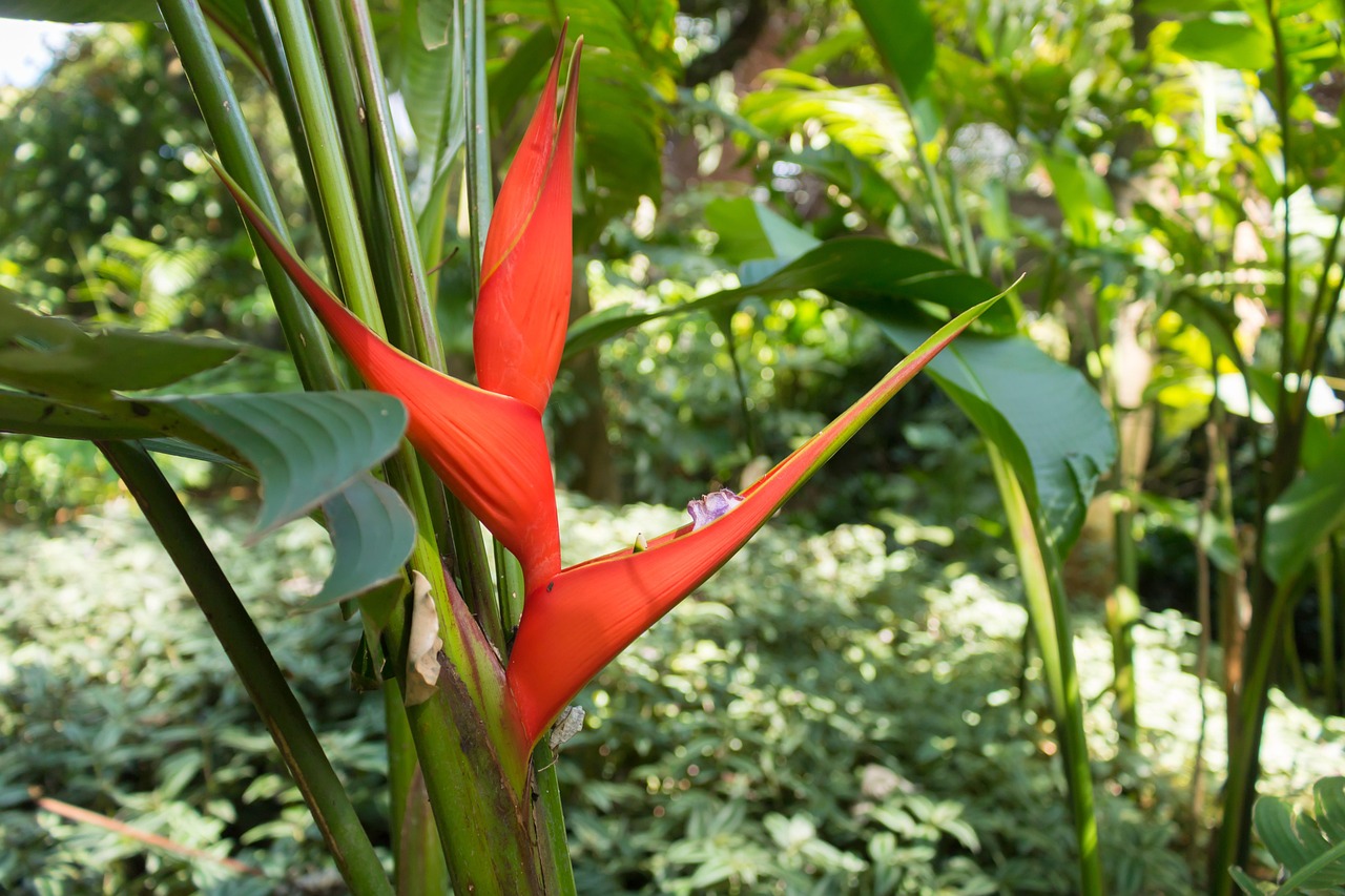 Heliconia Flower Red - Free photo on Pixabay