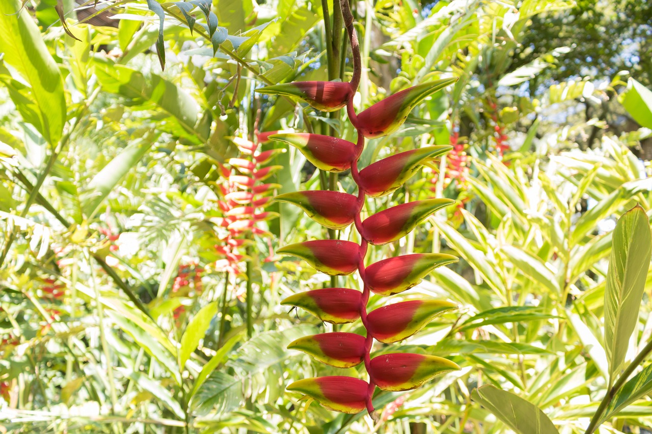 Heliconia Heliconias Flower - Free photo on Pixabay