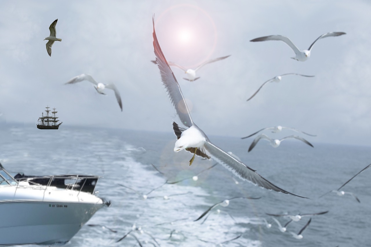 Burung Camar Ocean Laut - Foto gratis di Pixabay - Pixabay