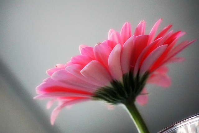 Free Flower Flower Wallpaper photo and picture
