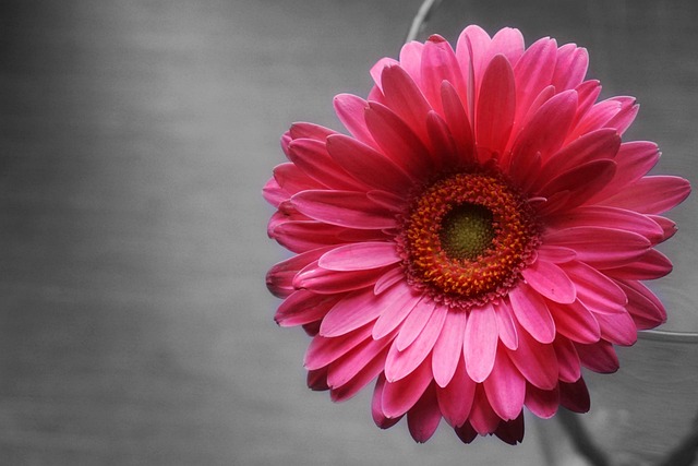 Free Flower Nature photo and picture
