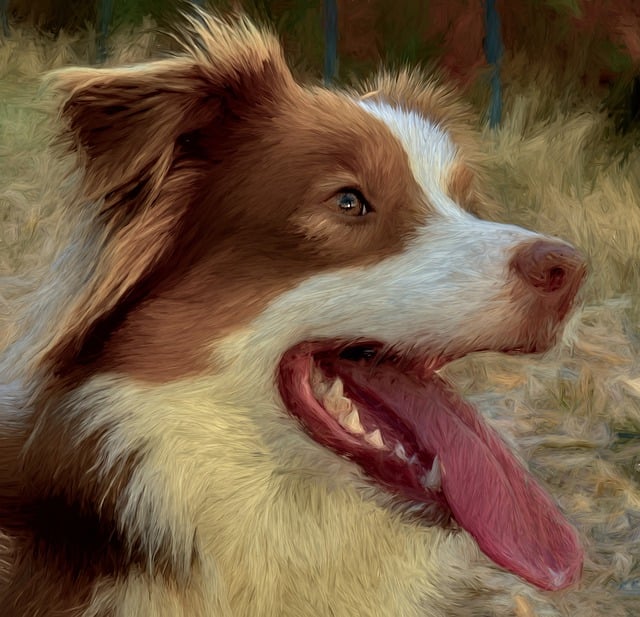 Collie, Natur, Saum, Porträt