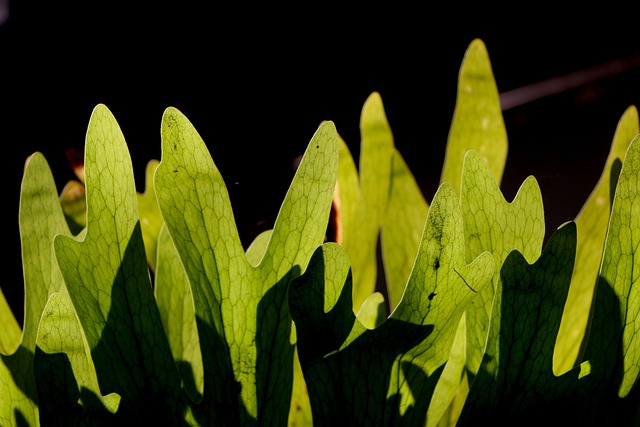 Free Leaf Nature photo and picture