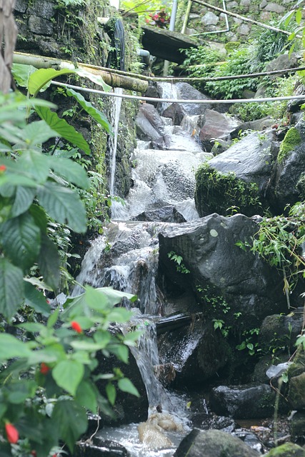 Free River Leaves photo and picture