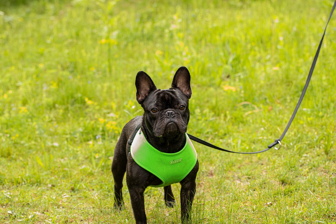 犬 草 夏 - Pixabayの無料写真 - Pixabay