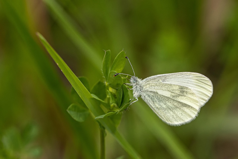 White Color Insect White Butterfly Insect - Free photo on Pixabay - Pixabay