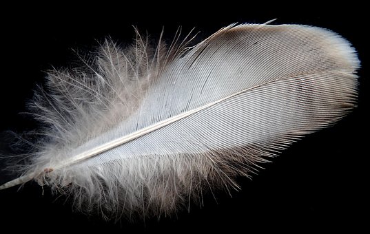 Feathery Example 20+ Free Downy Feathers & Downy Woodpecker Images - Pixabay