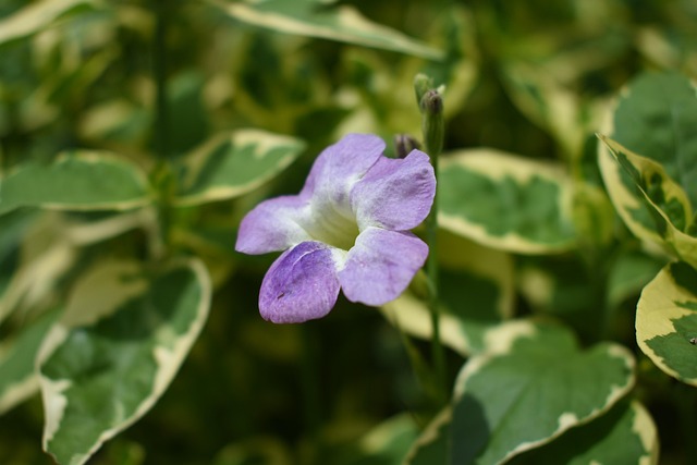 Free Flower Beautiful Flowers photo and picture