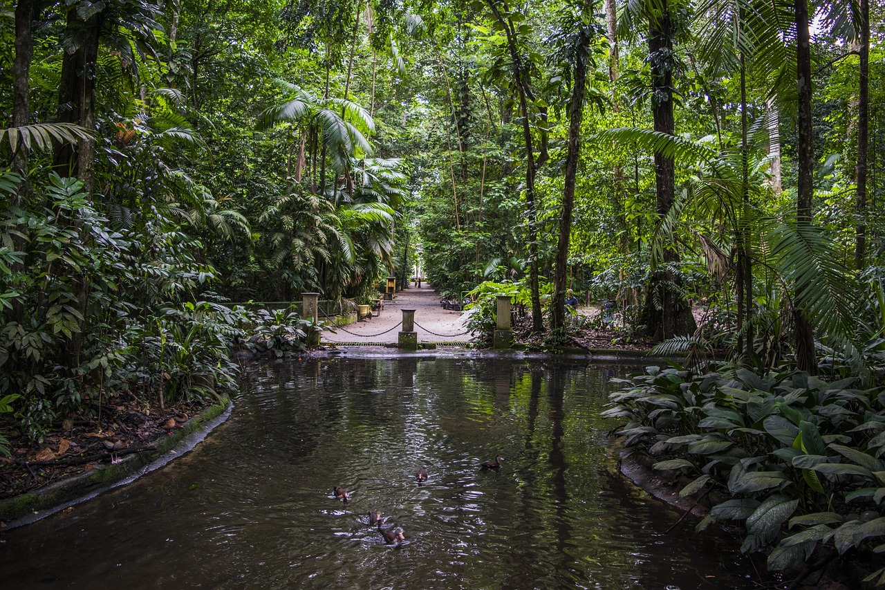 Mais De 60 000 Imagens Gr tis De Bel m Par Brazil E Brazil Pixabay Mais De 60 000 Imagens Gr tis De Bel m Par Brazil E Brazil Pixabay
