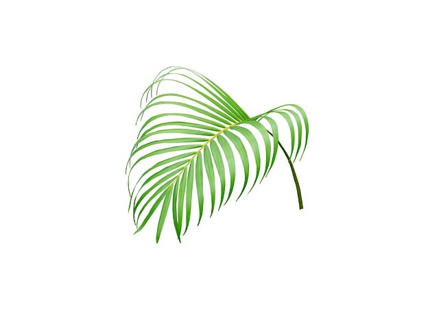 Free palm leaf foliage illustration