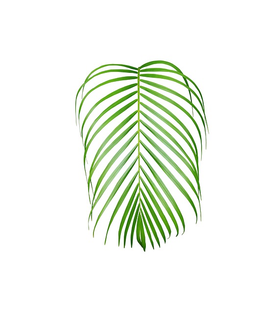 Free Palm Leaf illustration and picture