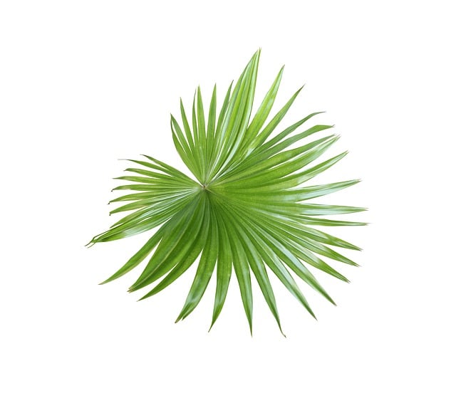 Download free HD stock image of Palm Leaf Free palm leaf foliage illustration