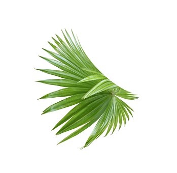 Free Palm Leaf photo and picture