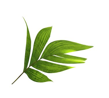 Free Palm Leaf photo and picture