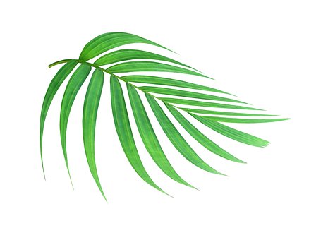 Free Palm Leaf photo and picture