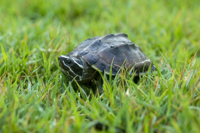 Free Turtle Backyard photo and picture