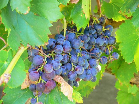Free Grapes Summer photo and picture