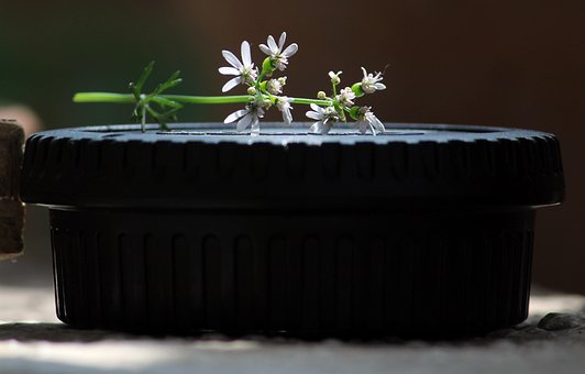 Free Plant Flower Background photo and picture