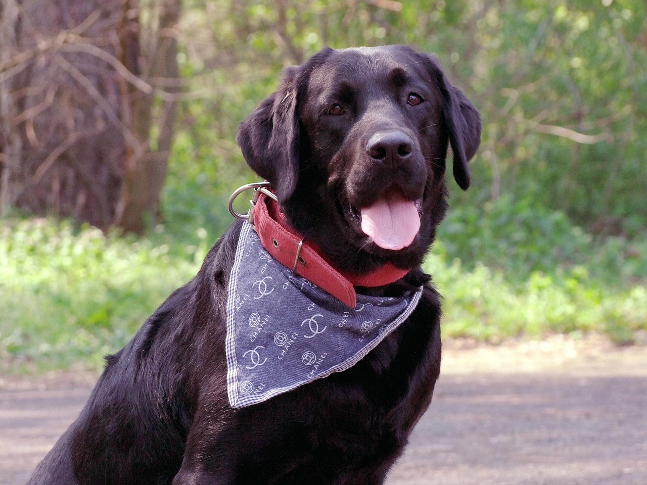 Labrador Man Dog Labrador Man Friend - Free photo on Pixabay - Pixabay