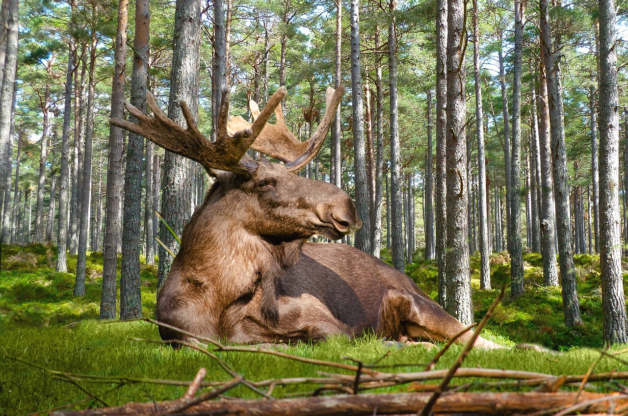 Plus De 900 Images De lan Et De Nature Pixabay Plus De 900 Images De lan Et De Nature Pixabay