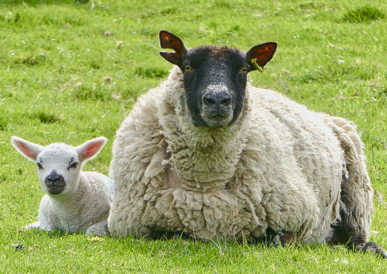 200 Free Ewe Sheep Images Pixabay 200 Free Ewe Sheep Images Pixabay