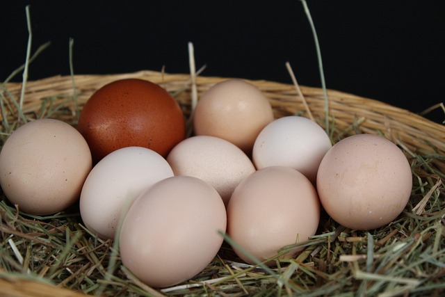 Free Eggs Nest Easter photo and picture