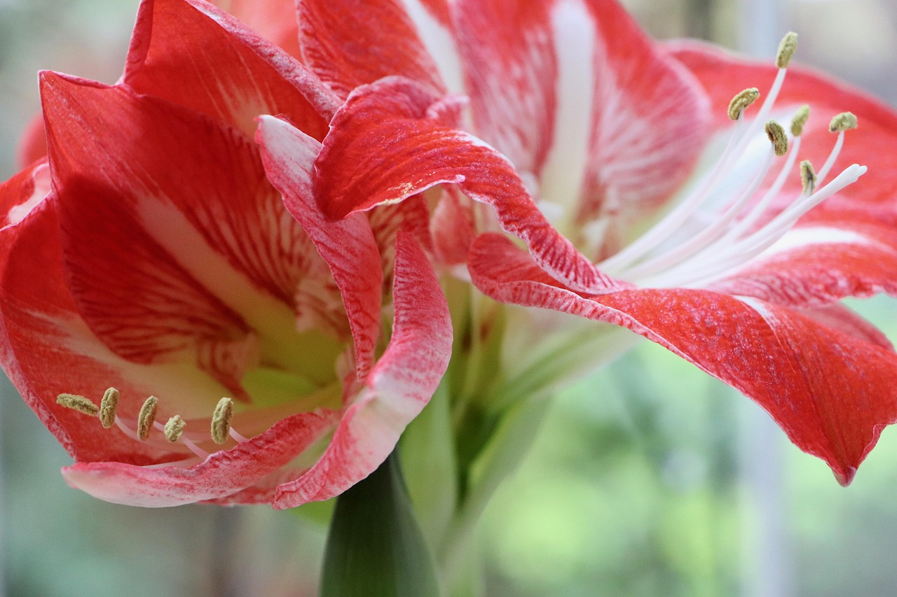 amaryllis, nature, amaryllis flower, red white, beautiful flowers, petals, stamens, flower, flower wallpaper, flower background, bulb plant