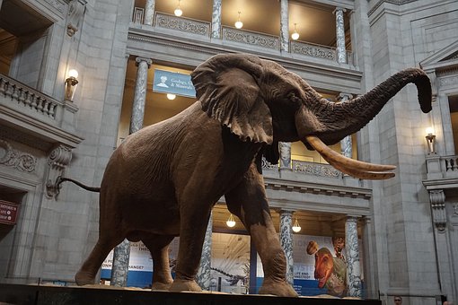 Free Museum Of Natural History Washington Dc photo and picture