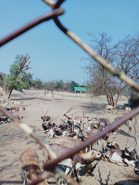 Free Mathura Madhuban photo and picture